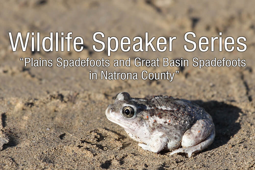Image of a spadefoot toad to illustrate a press release on a talk on spadefoot toads.
