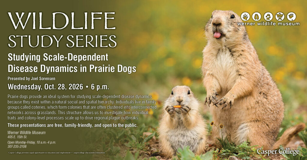 An event flyer for the Casper College Wildlife Study Series featuring two prairie dogs in a grassy field with yellow wildflowers—one standing tall and sticking its tongue out, and a smaller one sitting and eating a carrot. Visuals & Logos:Top right: Werner Wildlife Museum logo with animal track icons Bottom right: Casper College logo Center right: Two prairie dogs in a natural outdoor environment Main Text Content:Header: WILDLIFE STUDY SERIES Title: Studying Scale-Dependent Disease Dynamics in Prairie Dogs Presenter: Presented by Joel Sorensen Date & Time: Wednesday, Oct. 28, 2026 • 6 p.m. Body Text: "Prairie dogs provide an ideal system for studying scale-dependent disease dynamics because they exist within a natural social and spatial hierarchy. Individuals live in family groups called coteries, which form colonies that are often clustered into interconnected networks across grasslands. This structure allows us to investigate how individual traits and colony-level processes scale up to drive regional plague outbreaks." Event Note: "These presentations are free, family-friendly, and open to the public." Venue & Contact Info:Location: Werner Wildlife Museum, 405 E. 15th St. Hours: Open Monday–Friday, 10 a.m.–4 p.m. Phone: 307-235-2108 Footer Text: Casper College provides equal opportunity in education and employment — caspercollege.edu/nondiscrimination.